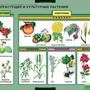Комплект таблиц. Общее знакомство с цветковыми растениями (6 таблиц)