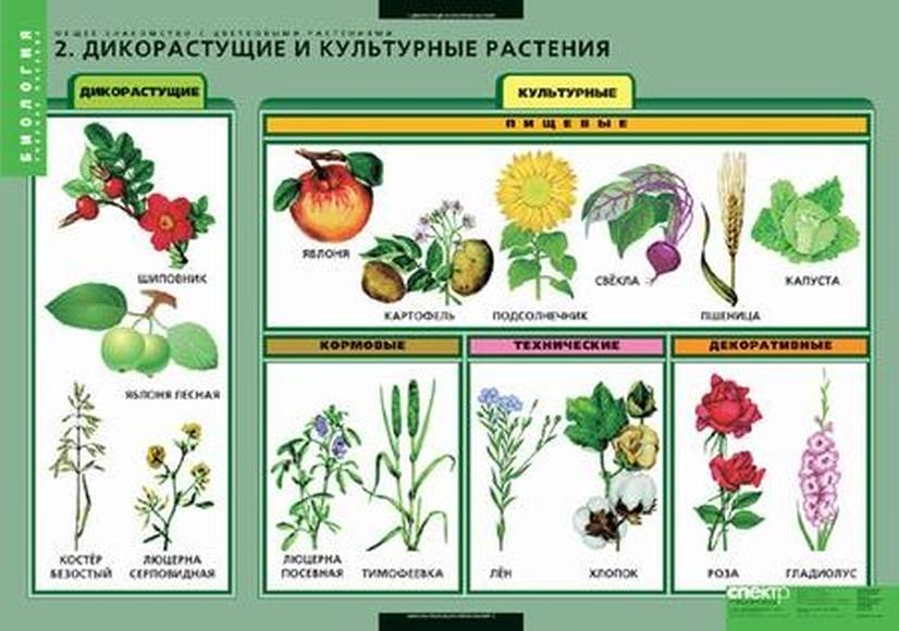 Комплект таблиц. Общее знакомство с цветковыми растениями (6 таблиц)