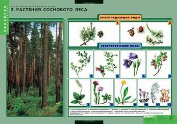 Комплект таблиц. Растения и окружающая среда (7 таблиц)