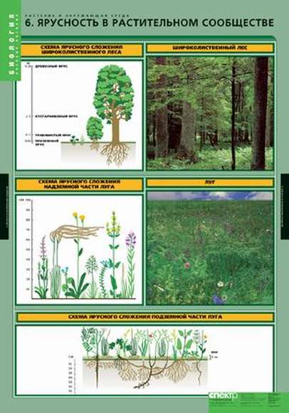 Комплект таблиц. Растения и окружающая среда (7 таблиц)