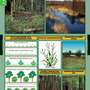 Комплект таблиц. Растения и окружающая среда (7 таблиц)
