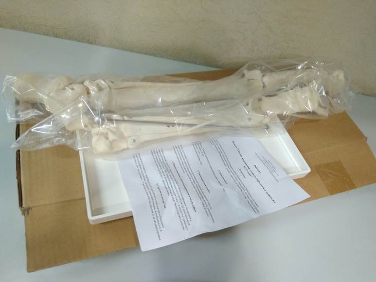 Скелет конечности лошади (передняя и задняя) на подставке