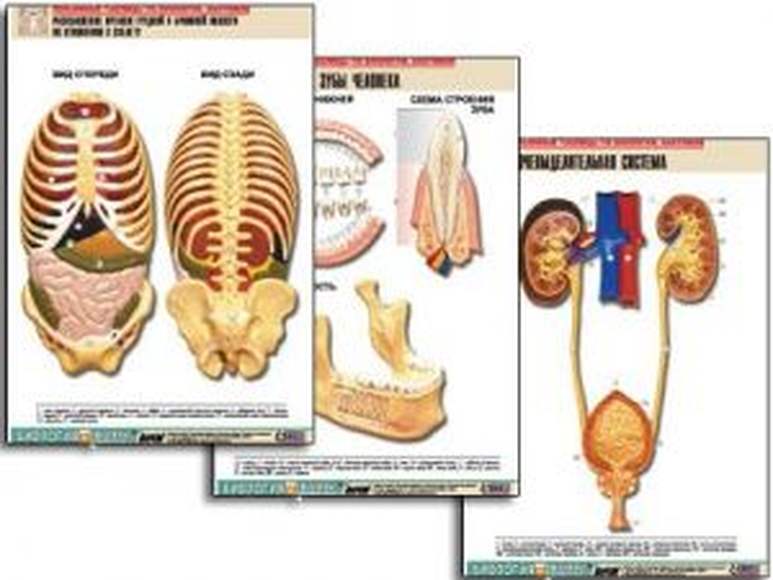 2.18. МЕД Комплект демонстрационных учебных таблиц для Медико-биологических классов (804-Приказ)