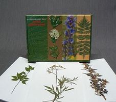 Гербарий "Ядовитые растения" (20 видов) формат А-3
