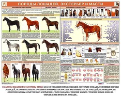 Плакаты "Служебное коневодство" (6 шт.), 84х119 см, А0, двухстороннее ламинирование