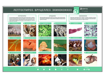 Электрифицированный стенд «Лептоспироз. Бруцеллез. Эхинококкозы» 1500*1000мм
