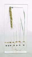Коллекция "Развитие пшеницы"