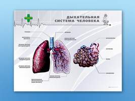 Стенд "Дыхательная система человека" (Станция "Медицина")