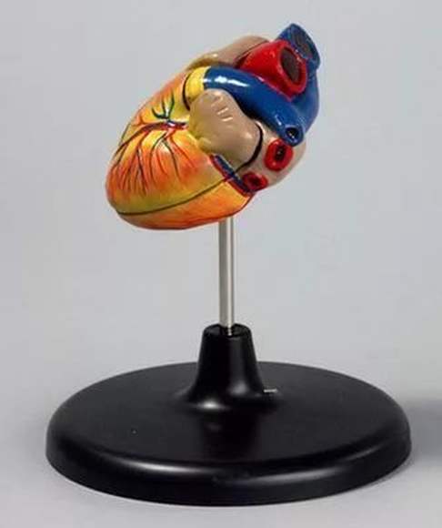 Модель "Сердце" (лабораторная)