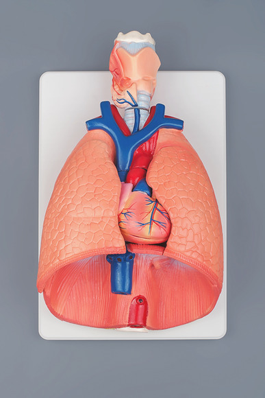 Модель "Система органов дыхания"