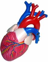 Модель сердца в разрезе (демонстрационная)