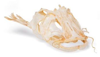 Препарат "Голова европейского сома" (Silurus glanis) / 1020965 / T30030