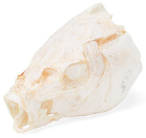 Препарат "Голова карпа (Cyprinus carpio)"  / 1020963 / T30010