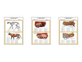 Плакаты ПРОФТЕХ "Топограф. анатомия. Кошка. Туловище " (3 пл, винил, 70х100)