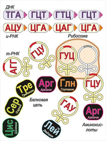 Модель-аппликация "Биосинтез белка"