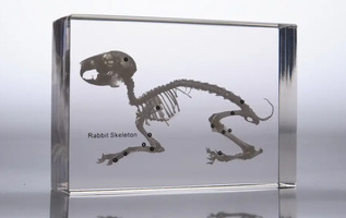 Скелет кролика (в прозрачном пластике)