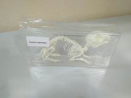Скелет кролика (в прозрачном пластике)