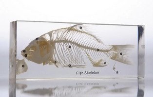 Скелет костистой рыбы (в прозрачном пластике)