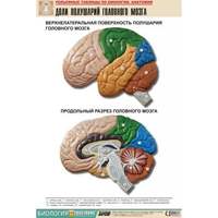 Рельефная таблица "Доли полушарий головного мозга" (формат А1, матовое ламинир.)