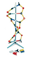 Маленькая модель ДНК Orbit™ / 1005317 / W19820