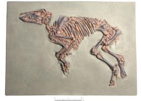 Ископаемые останки протолошади, (Propalaeotherium messelense), точная копия / 1021242 /