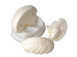 Модель мозга в разрезе
