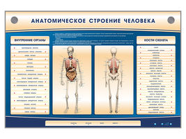 Электрифицированный стенд-тренажер c макетом  скелета "Анатомическое строение человека"