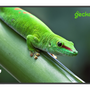 Профессиональные дисплей "Geckotouch 75DF"