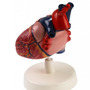 Модель сердца лабораторная