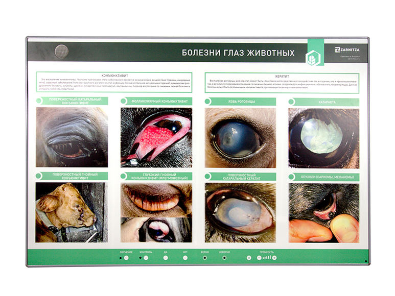 Интерактивный светодинамический стенд «Болезни глаз животных»