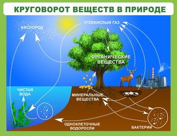 Стенд для кабинета биологии и экологии "Круговорот веществ", 1,3x1 м, без карманов