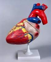 Модель "Сердце" (увеличенная)