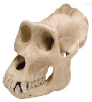 Модель черепа самца гориллы (Gorillagorilla) / 1001301 / VP762/1
