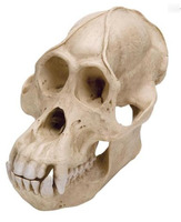 Модель черепа самца орангутана (Pongopygmaeus) / 1001300 / VP761/1