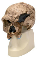 Модель черепа штейнгемского человека / 1001296 / VP753/1