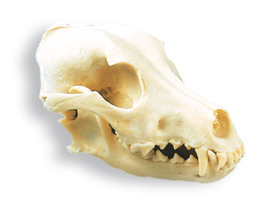 Модель черепа собаки (Canis domesticus) / 1005104 / W19010