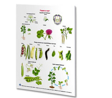Комплект плакатов «Комплект плакатов «Растениеводство»